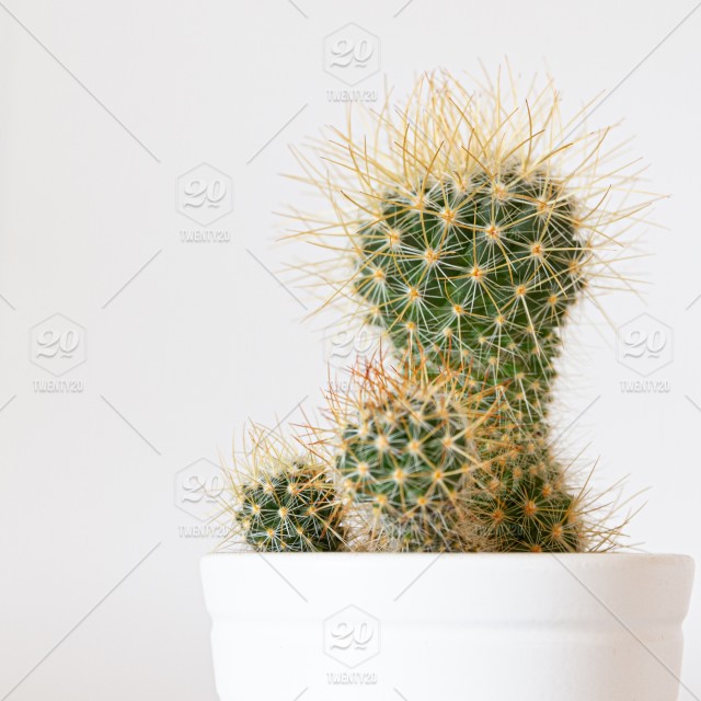 Detail Cactus Condom Nomer 32