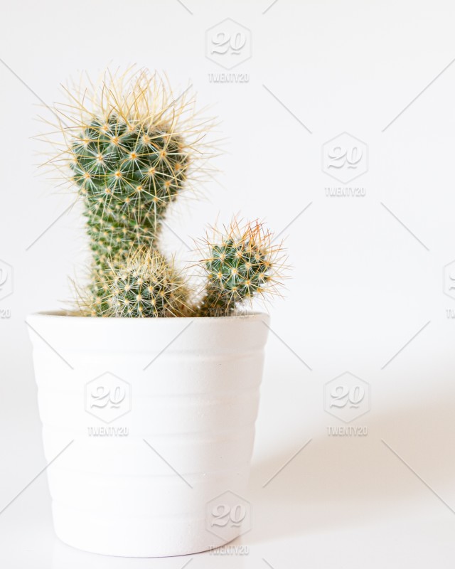 Detail Cactus Condom Nomer 34