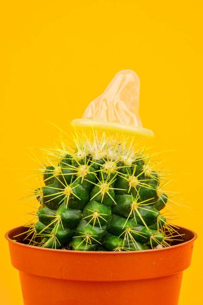 Detail Cactus Condom Nomer 47