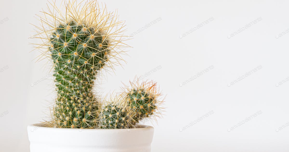 Detail Cactus Condom Nomer 48