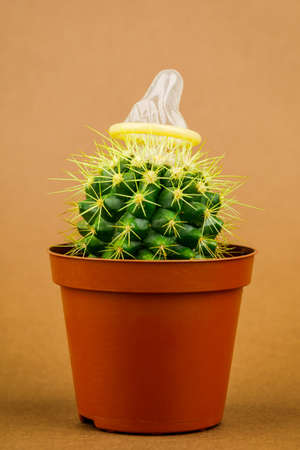 Detail Cactus Condom Nomer 49