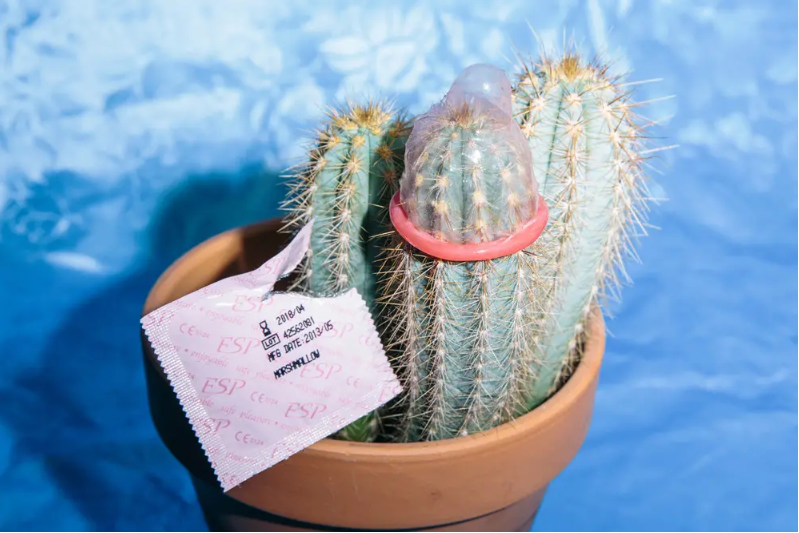 Detail Cactus Condom Nomer 55