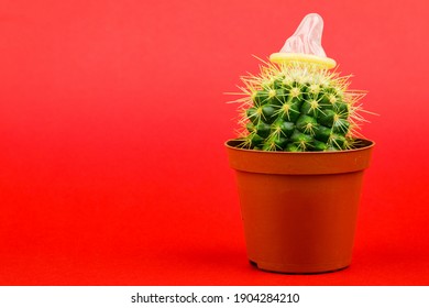 Detail Cactus Condom Nomer 9
