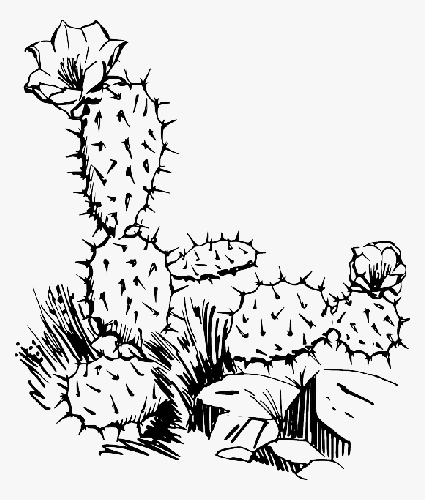 Detail Cactus Flower Clipart Black And White Nomer 11