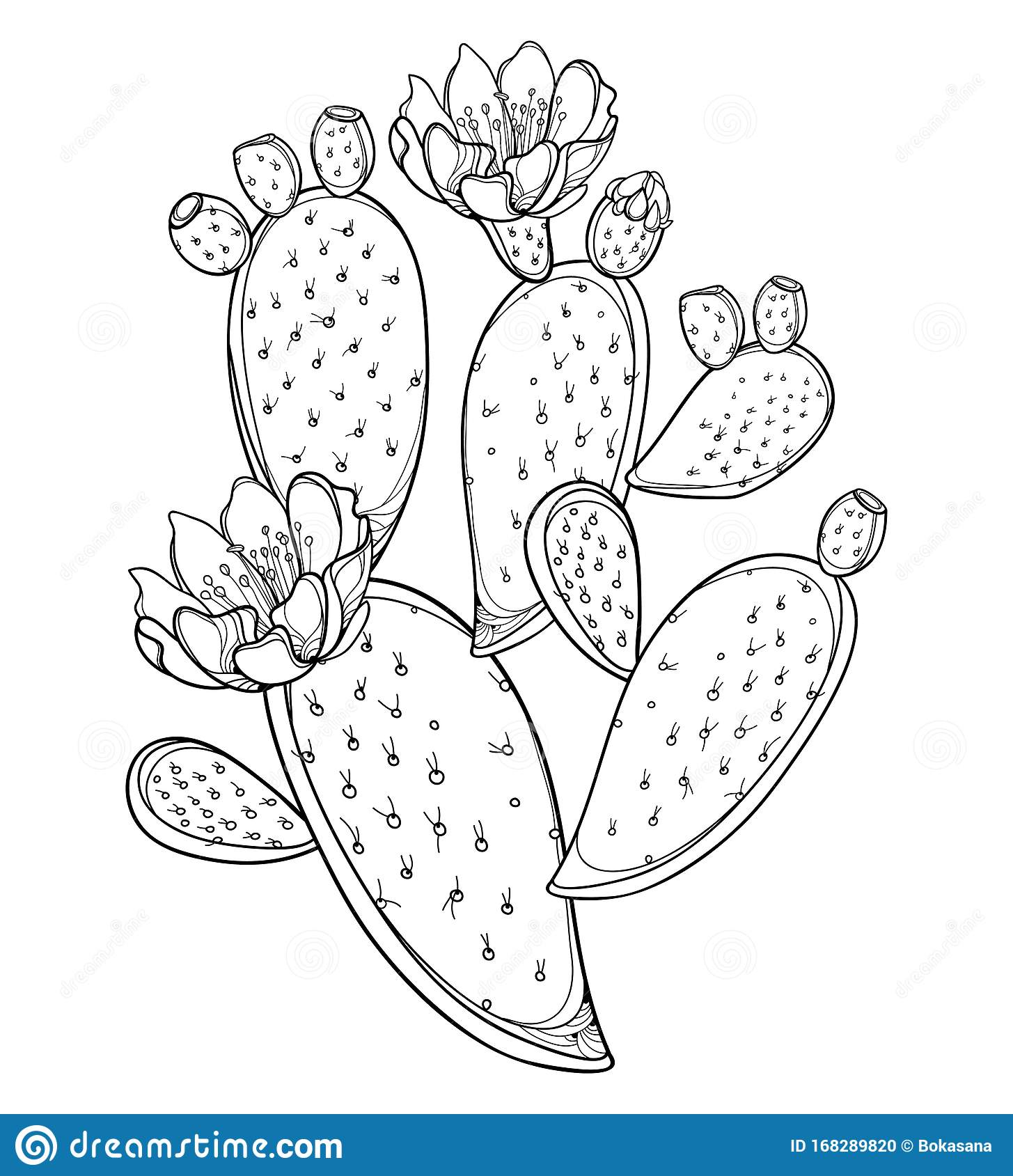 Detail Cactus Flower Clipart Black And White Nomer 25