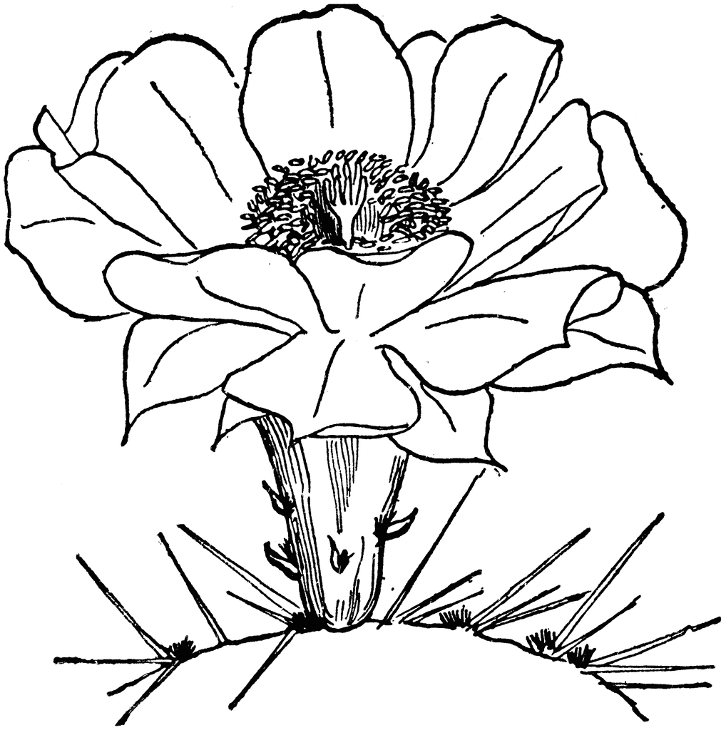 Detail Cactus Flower Clipart Black And White Nomer 31