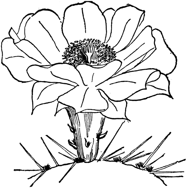 Detail Cactus Flower Clipart Black And White Nomer 40