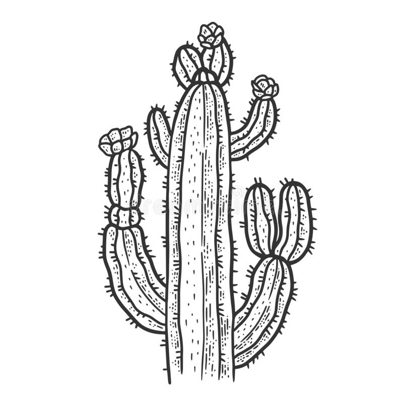 Detail Cactus Flower Clipart Black And White Nomer 51