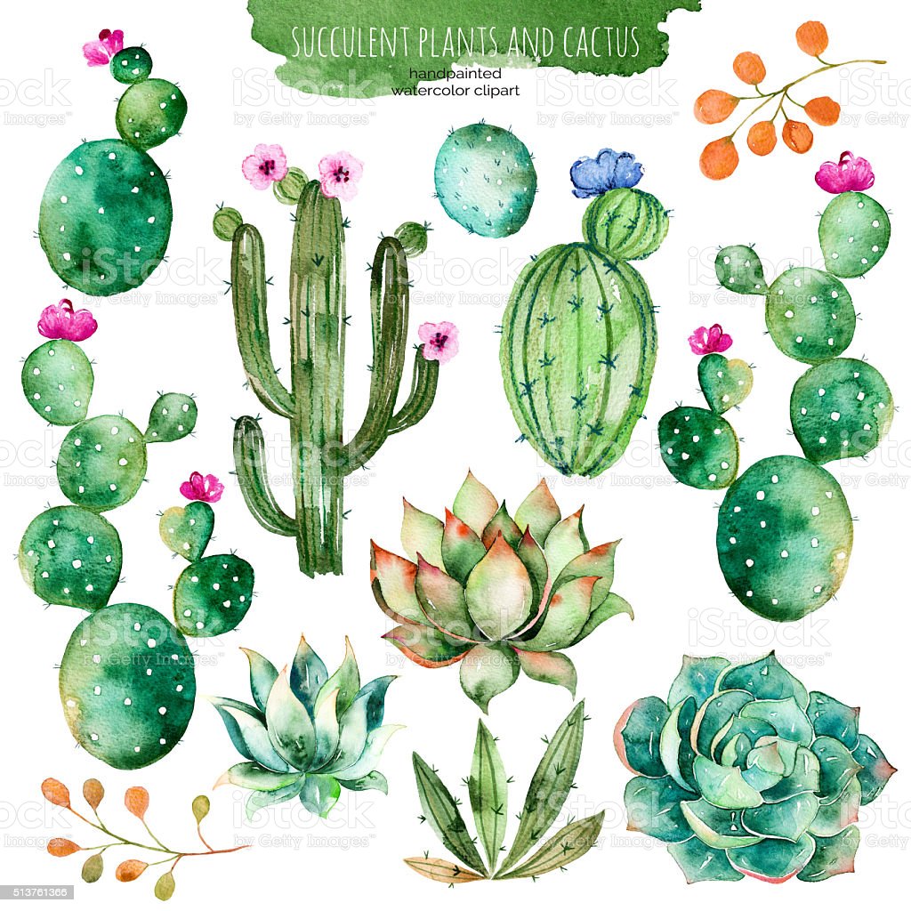 Detail Cactus Illustrations Nomer 14