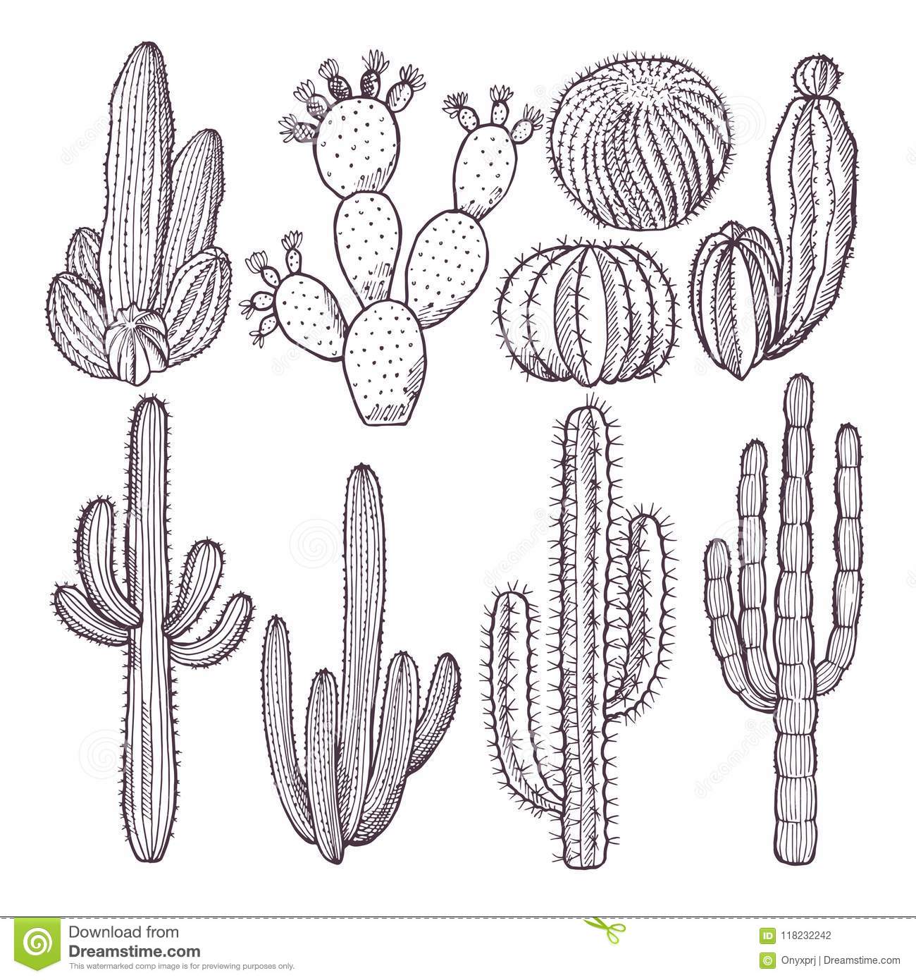 Detail Cactus Illustrations Nomer 15