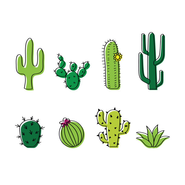 Detail Cactus Illustrations Nomer 17