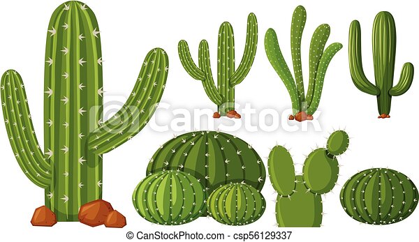 Detail Cactus Illustrations Nomer 20