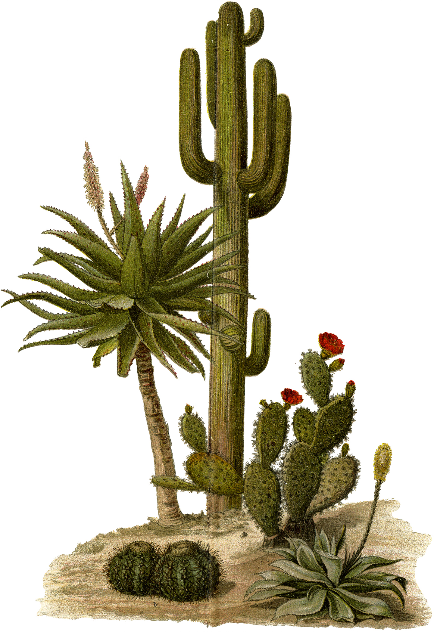 Detail Cactus Illustrations Nomer 22