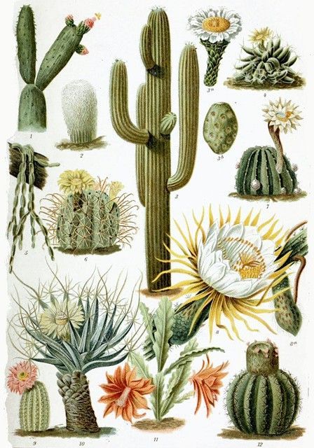 Detail Cactus Illustrations Nomer 33