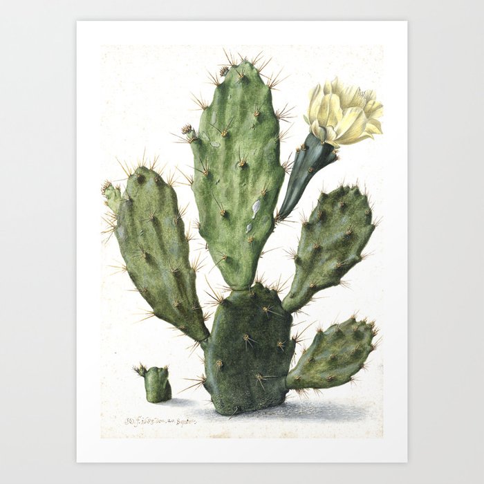 Detail Cactus Illustrations Nomer 45