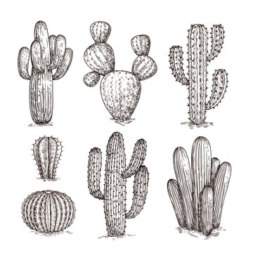 Detail Cactus Illustrations Nomer 51