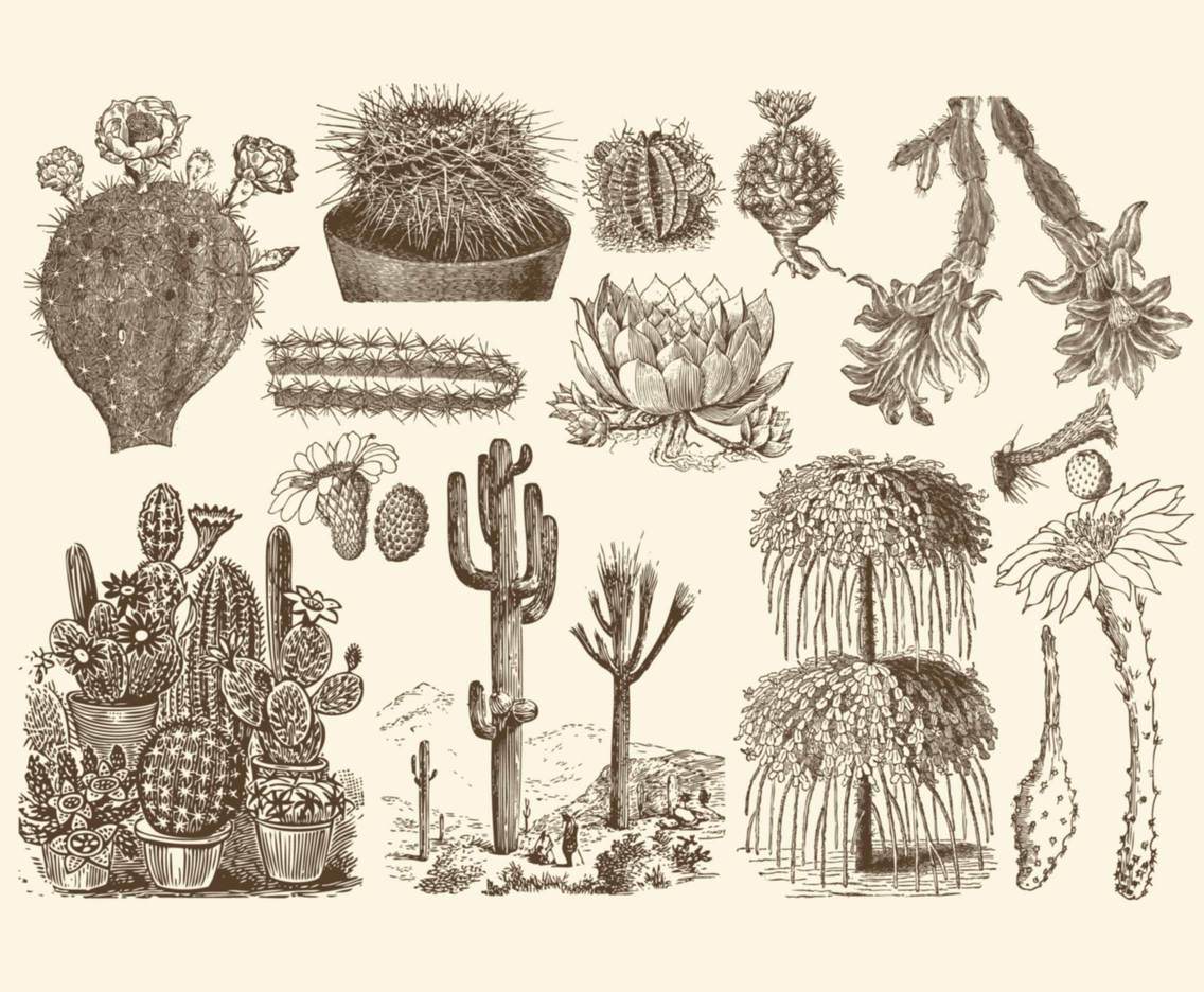 Detail Cactus Illustrations Nomer 53