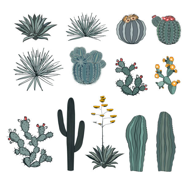 Detail Cactus Illustrations Nomer 7