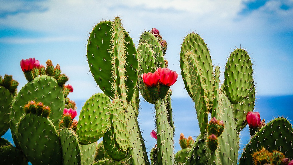 Detail Cactus Images Nomer 14