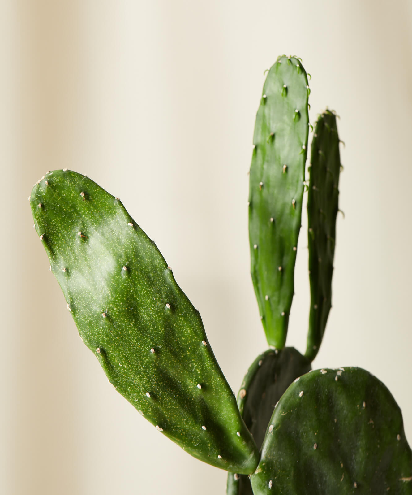 Detail Cactus Images Nomer 34