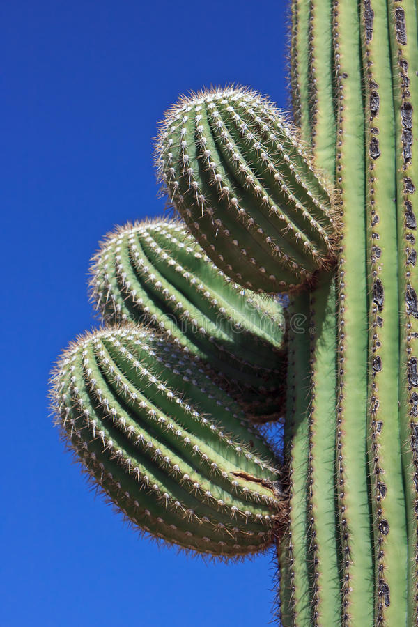 Detail Cactus Images Free Nomer 31