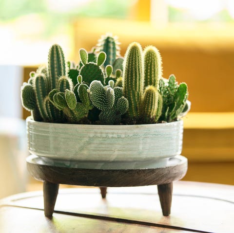 Detail Cactus Pic Nomer 15
