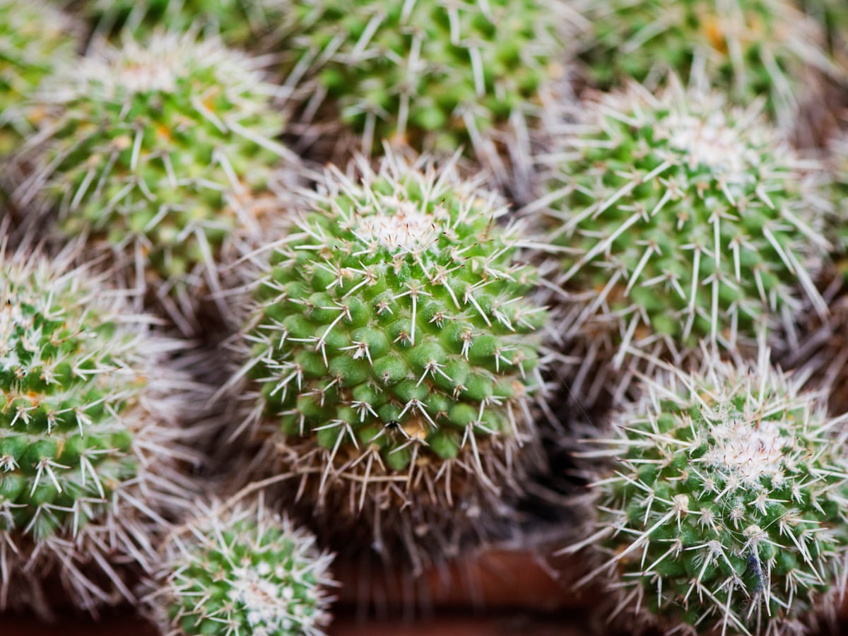 Detail Cactus Pic Nomer 17