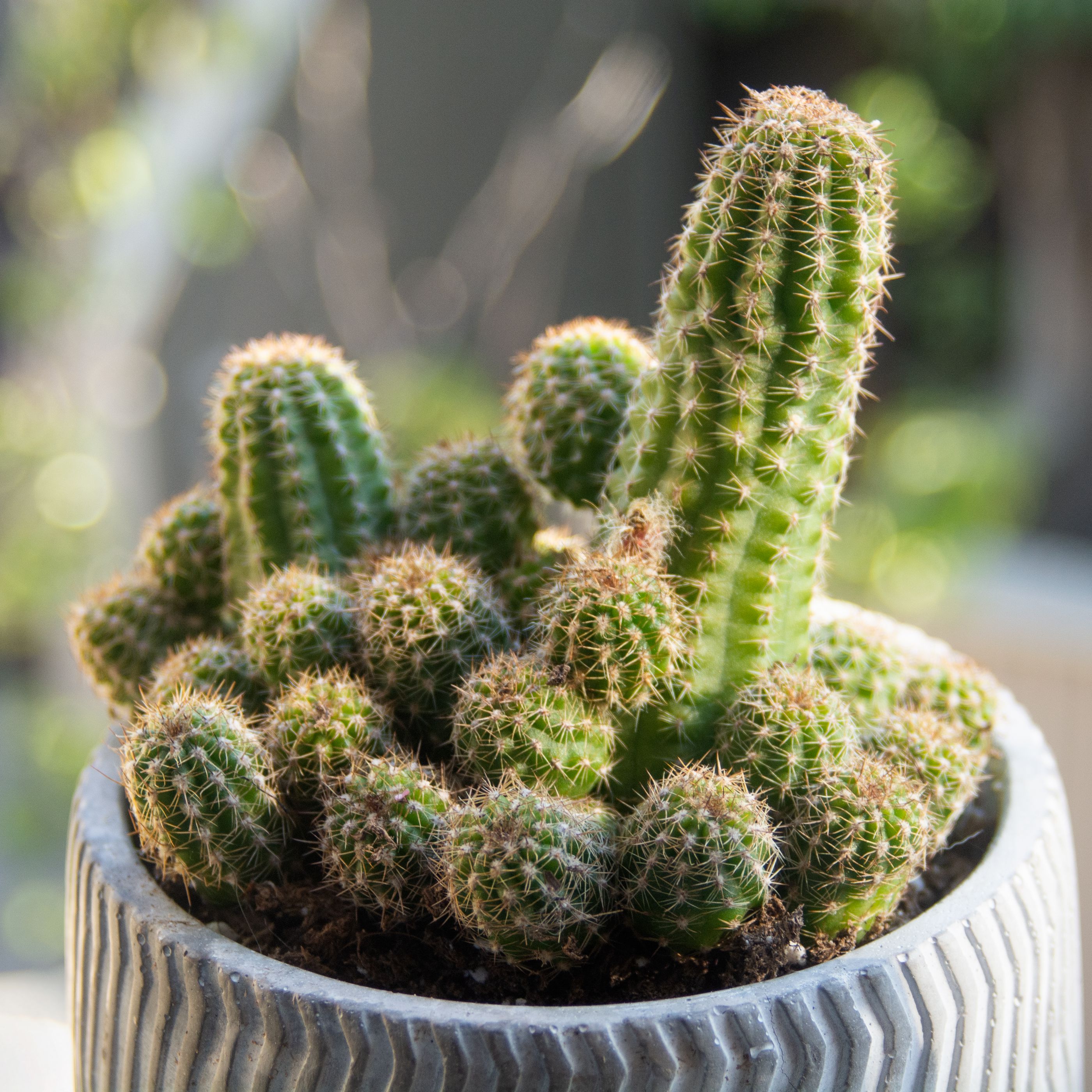 Detail Cactus Pic Nomer 18