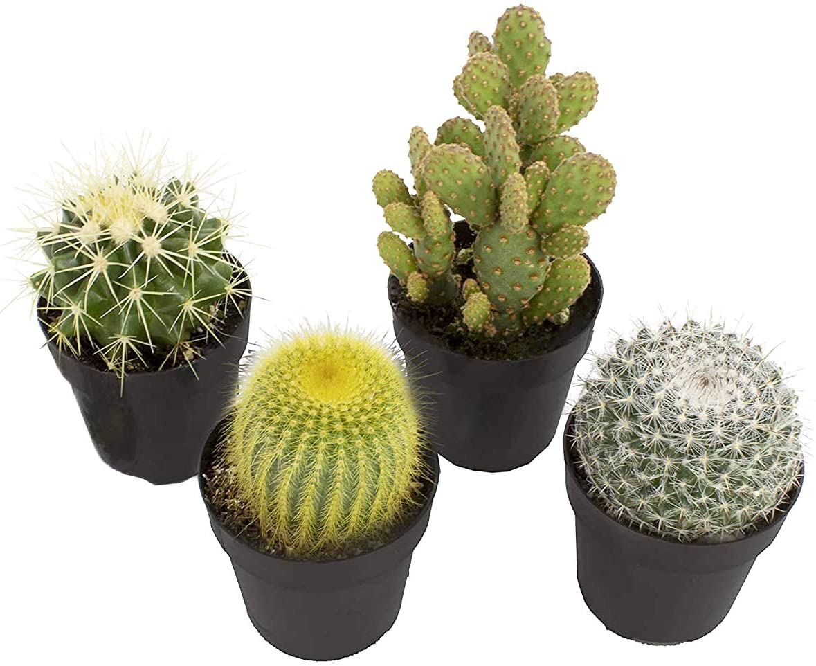 Detail Cactus Pic Nomer 21