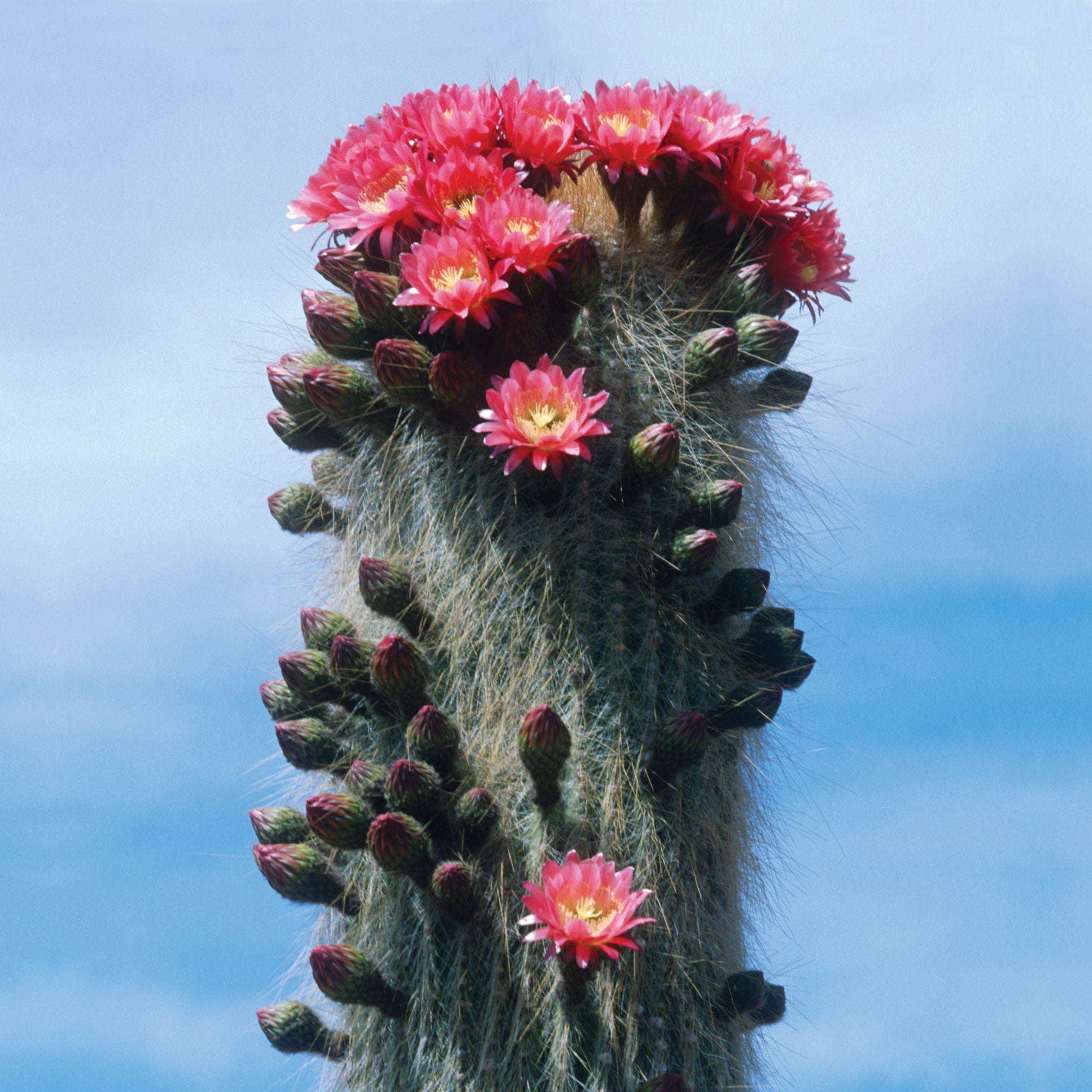 Detail Cactus Pic Nomer 23