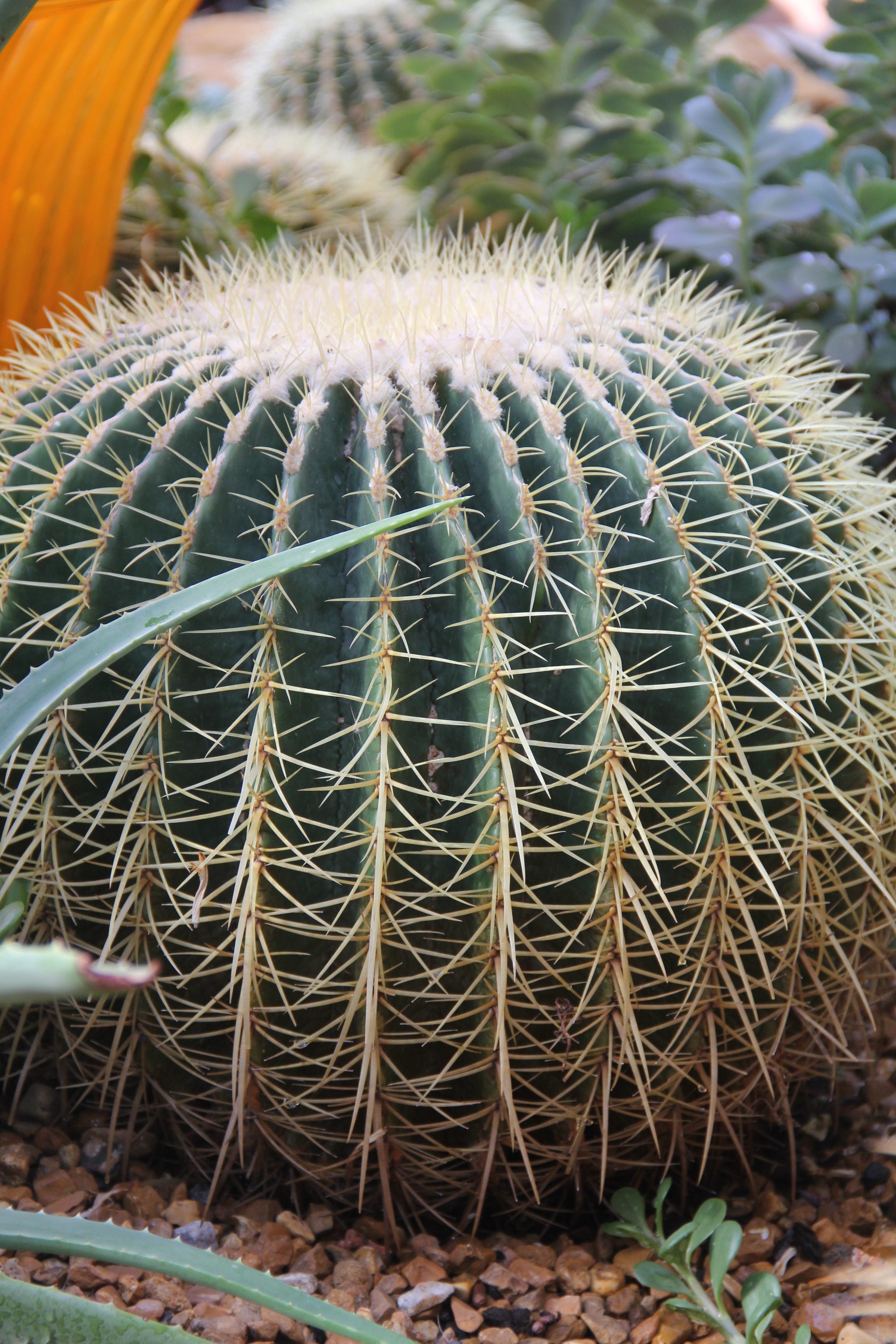 Detail Cactus Pic Nomer 24