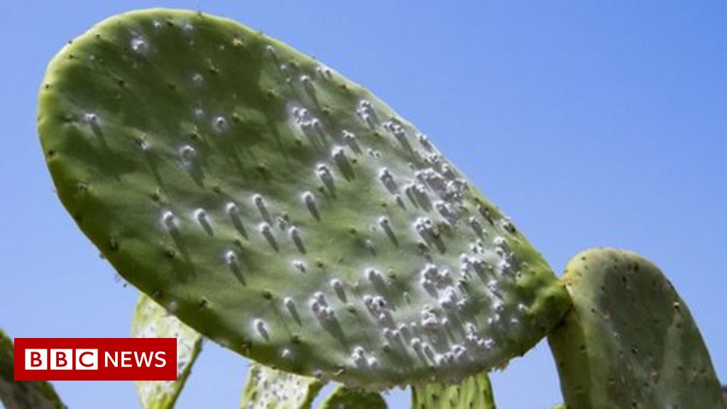 Detail Cactus Pic Nomer 37