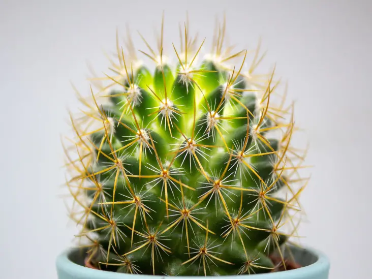 Detail Cactus Pic Nomer 38