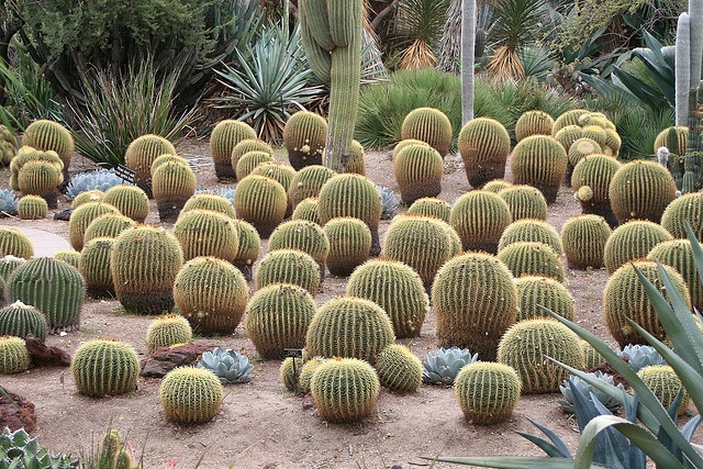 Detail Cactus Pic Nomer 40