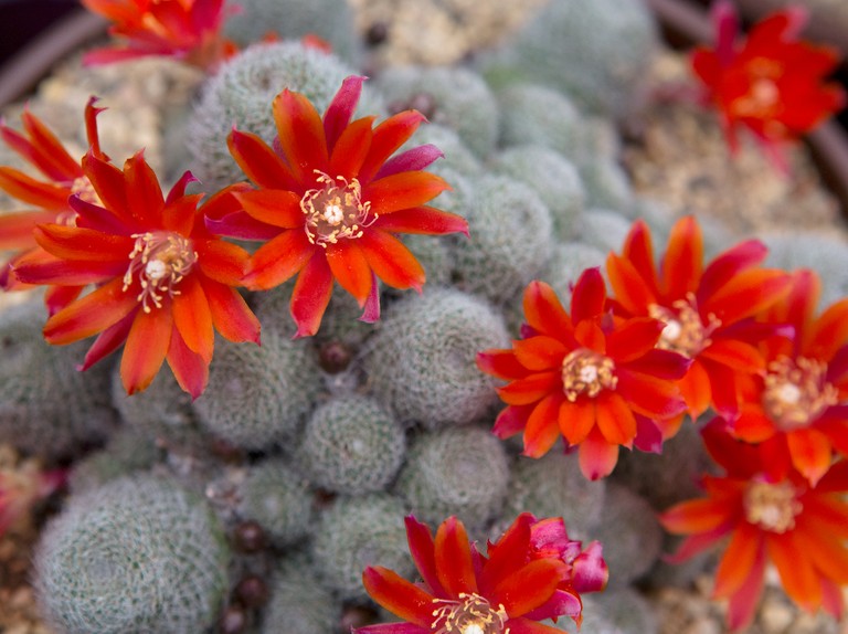 Detail Cactus Pic Nomer 41