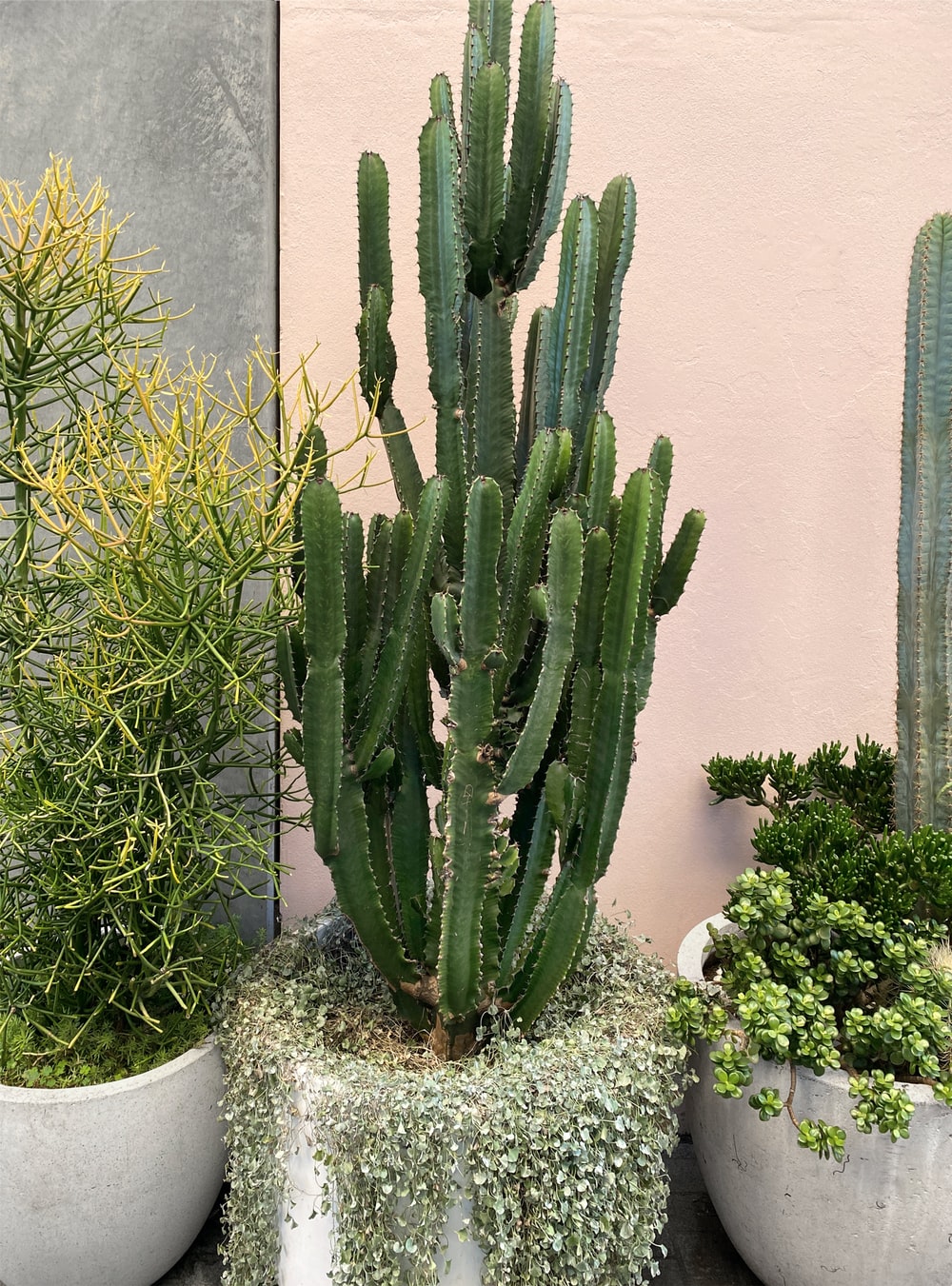Detail Cactus Pic Nomer 45