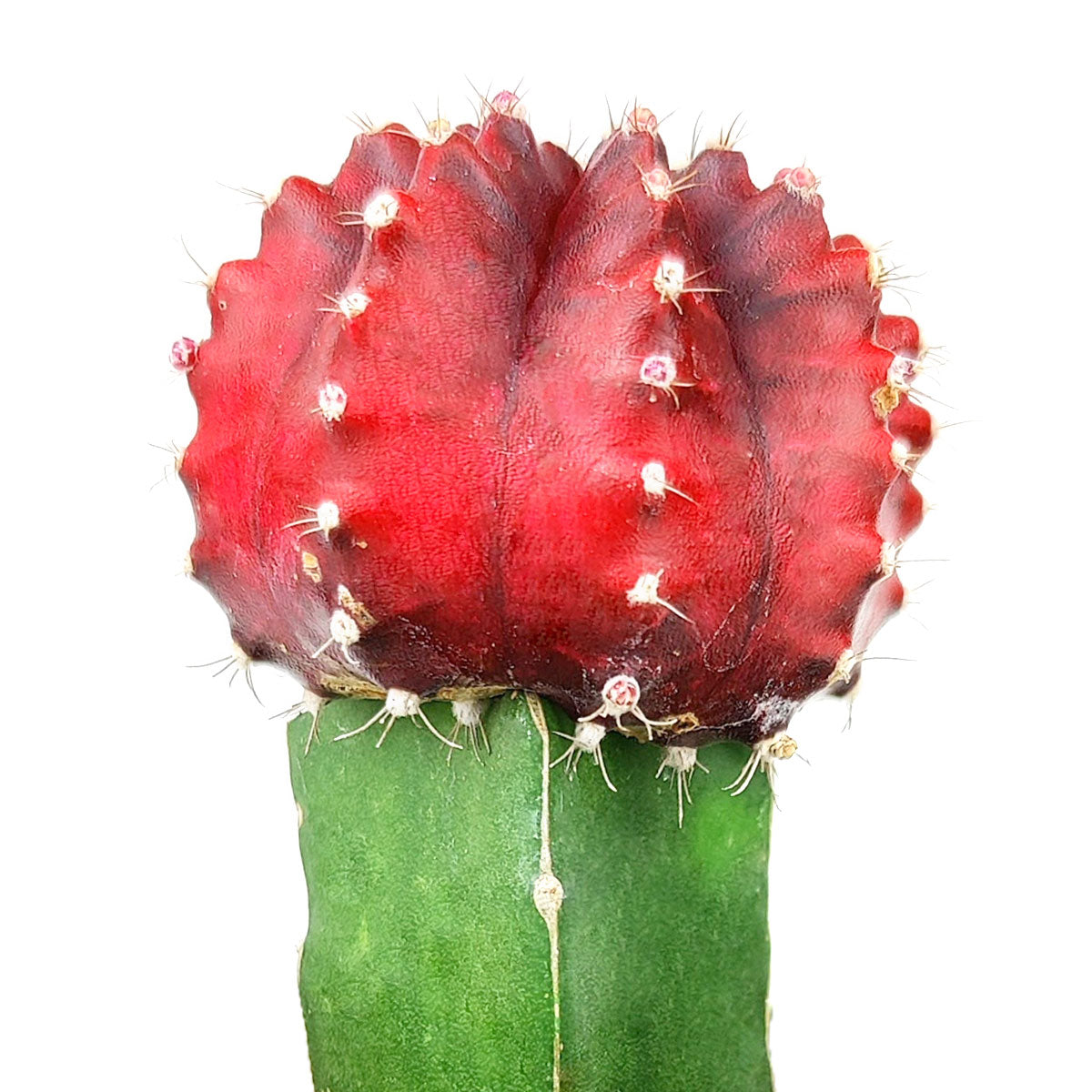 Detail Cactus Pic Nomer 49