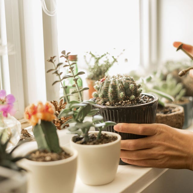 Detail Cactus Pic Nomer 50