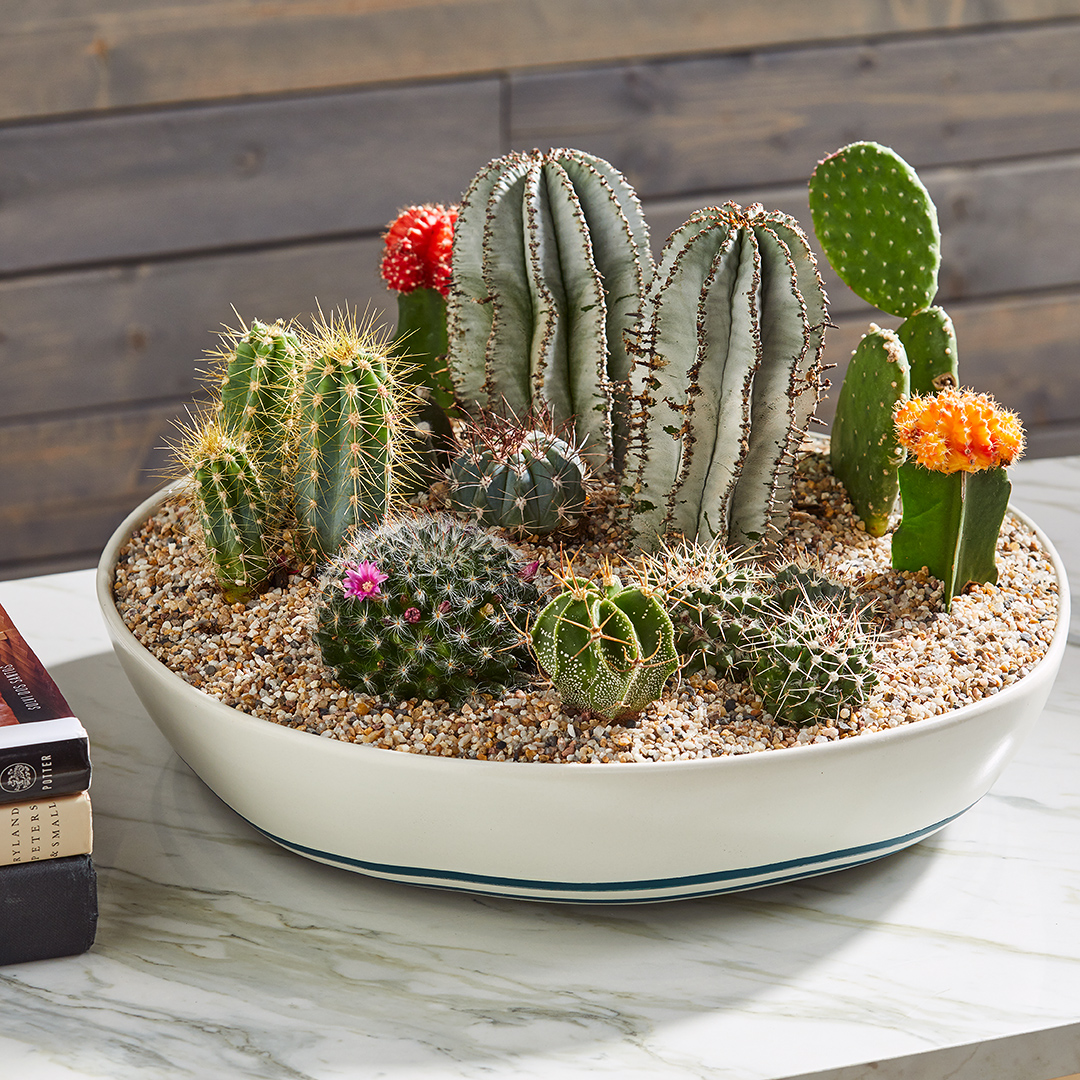 Detail Cactus Pic Nomer 52