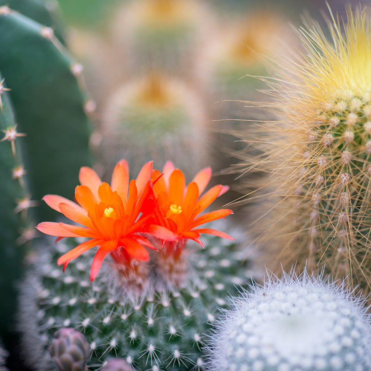 Detail Cactus Pic Nomer 53