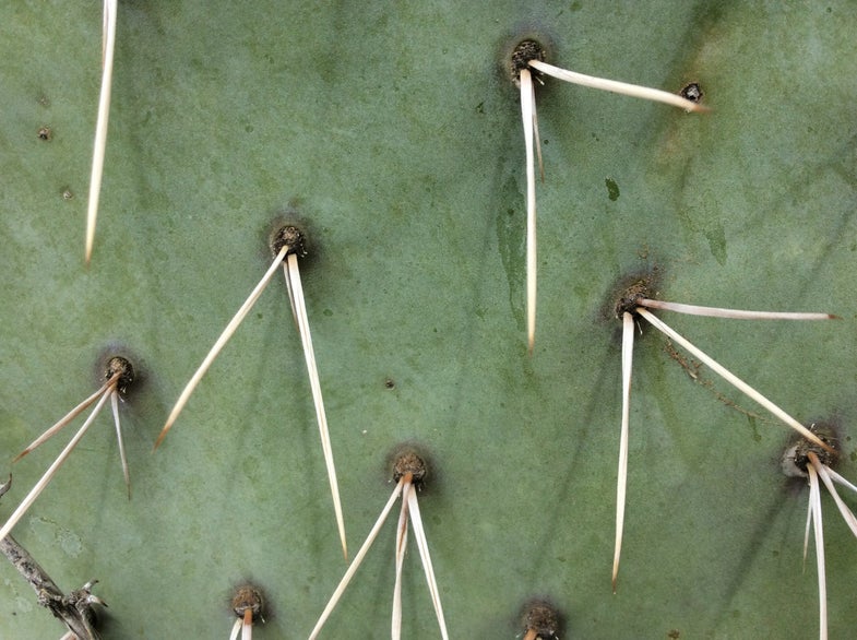 Detail Cactus Pic Nomer 56