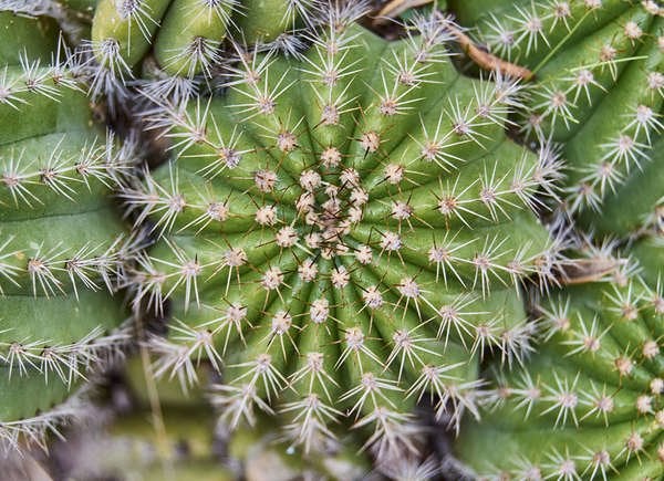 Detail Cactus Pic Nomer 58
