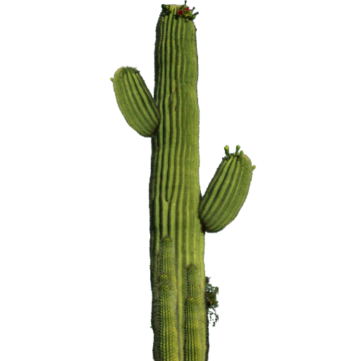 Cactus Png - KibrisPDR