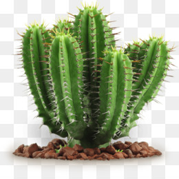 Detail Cactus Png Nomer 19