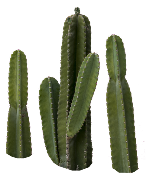 Detail Cactus Png Nomer 26