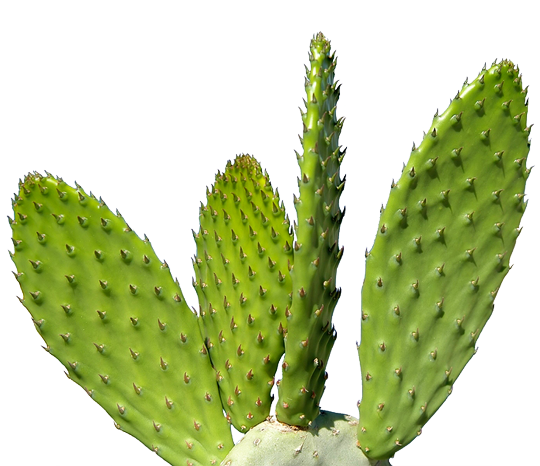 Detail Cactus Png Nomer 46