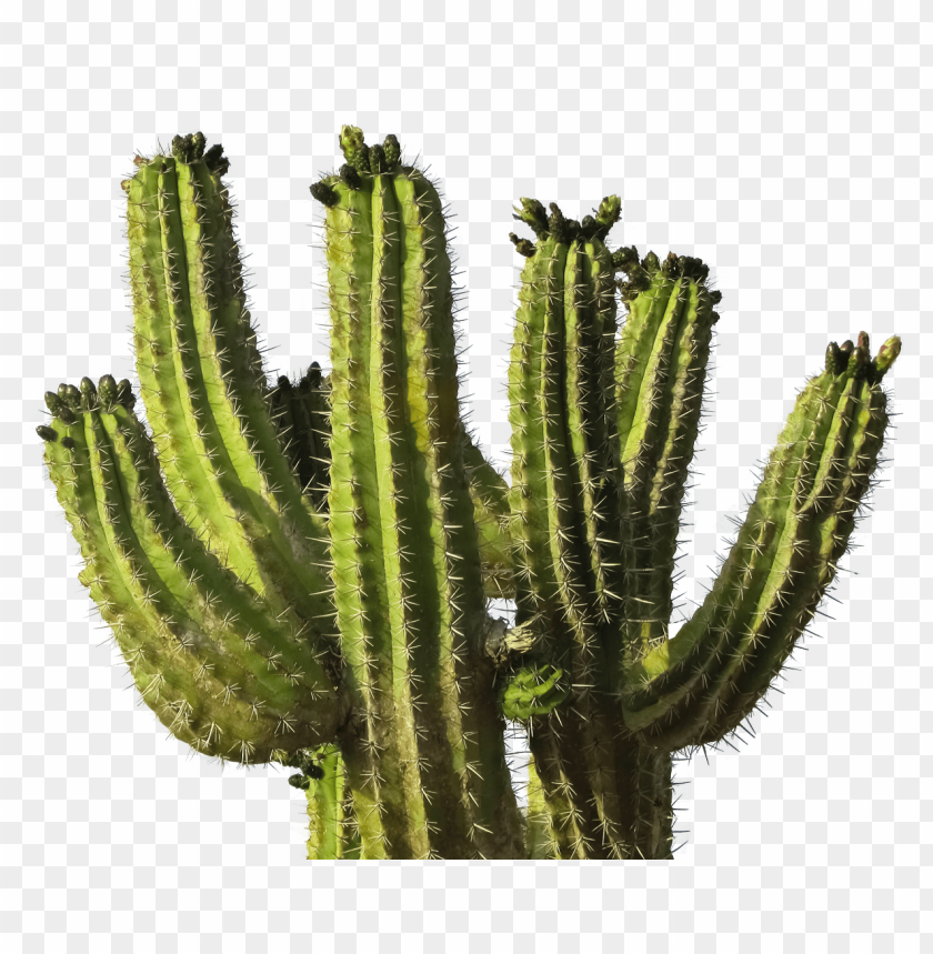 Detail Cactus Png Clipart Nomer 54