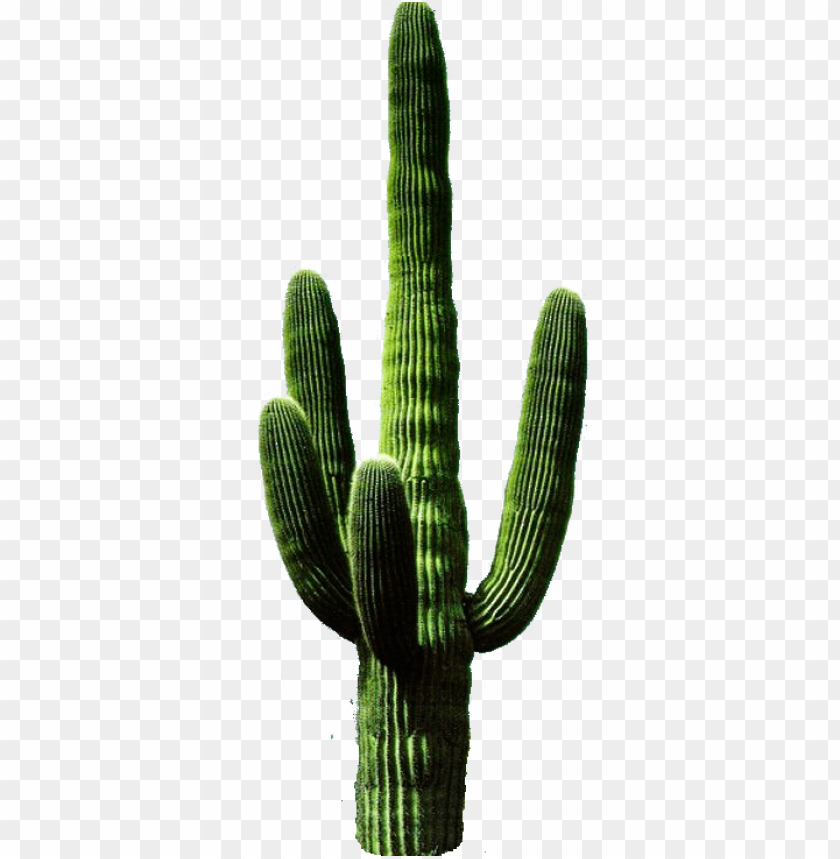 Detail Cactus Png Free Nomer 2