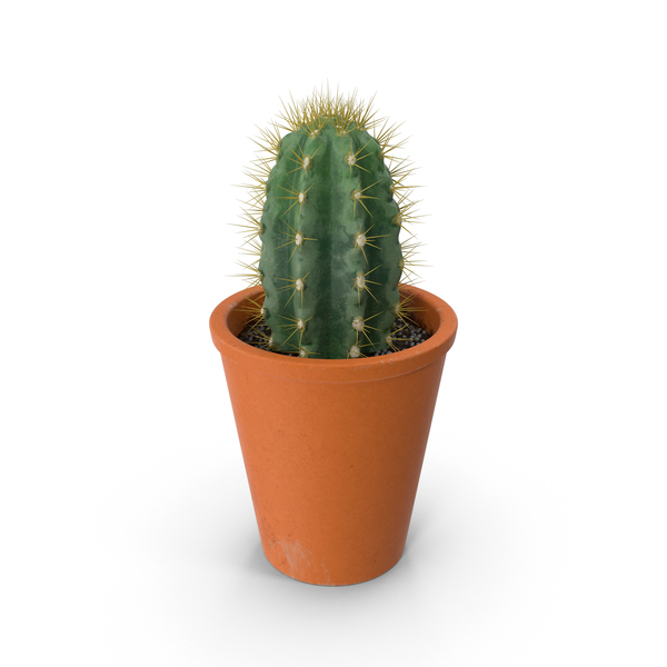 Detail Cactus Png Free Nomer 11