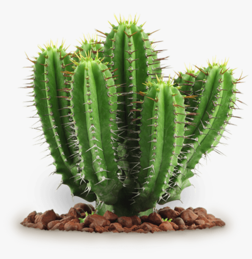 Detail Cactus Png Free Nomer 19